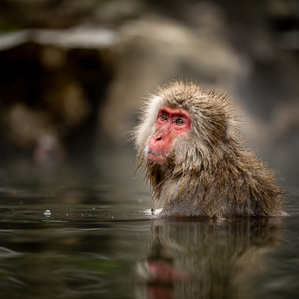 Kalendář Japan by Alisczech 2026 - VIP limitovaná edice - Obrázek 7